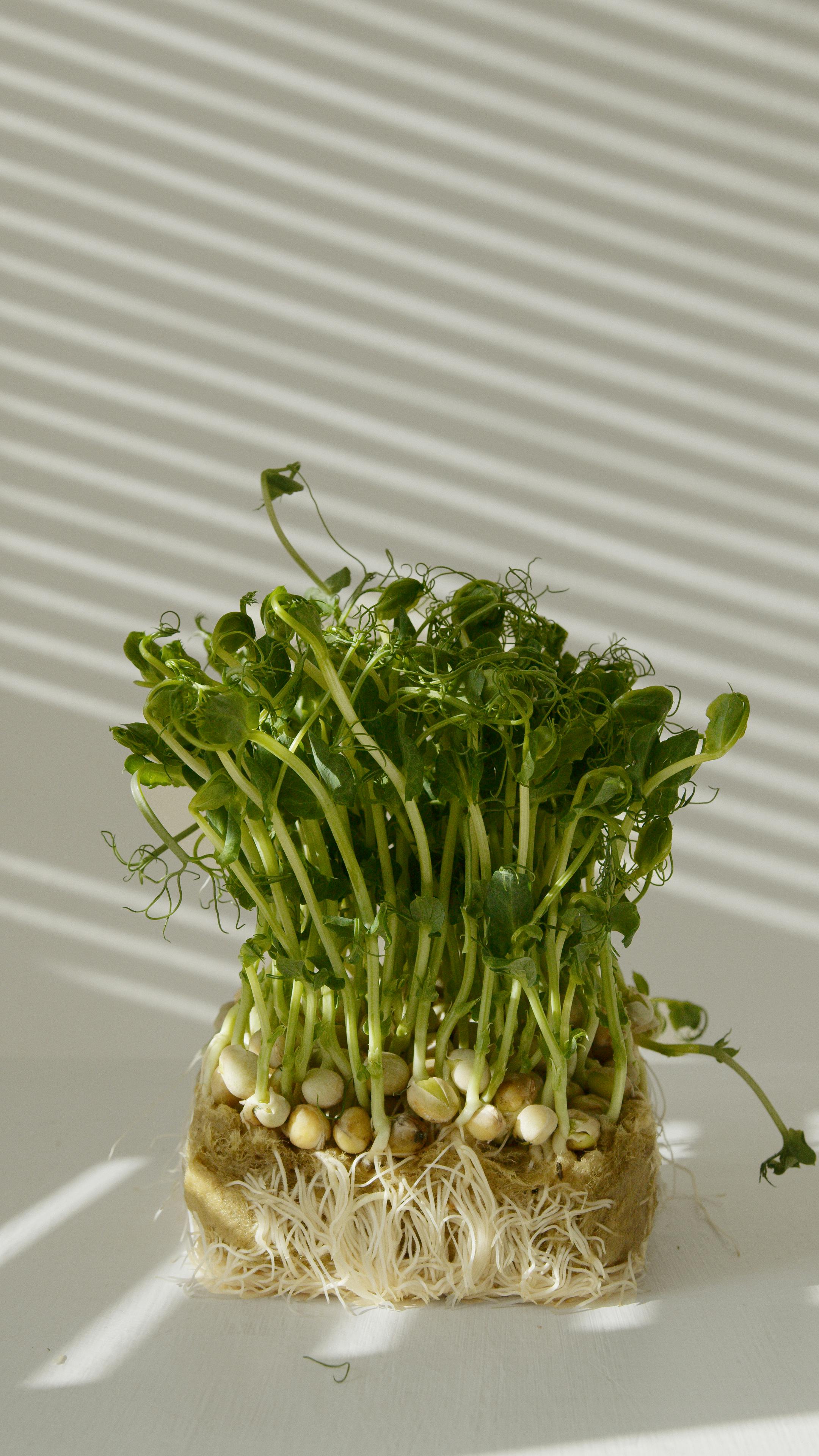 Germinação de sementes, produção de brotos e microverdes para alimentação saudável