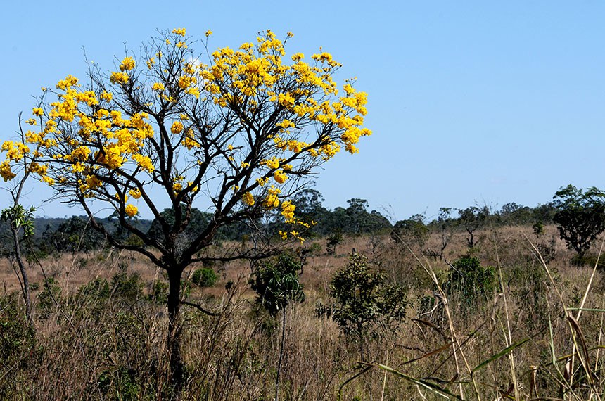 Cerrado - Por que você não conhece o coração do Brasil?